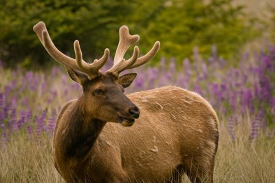 Elk, Gold Blluffs Beach Road