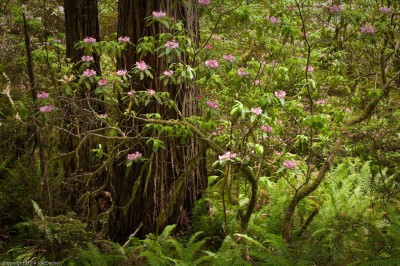 Rhododendrons and Redwood Trunks, Damnation Creek Trail