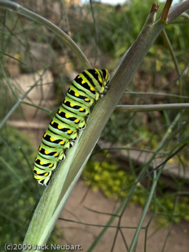 Caterpillar. Here was a real test of the G10. Would it be able to do a decent job with this beautiful Anise Swallowtail caterpillar? While not as dramatic as a life-size shot I'd taken earlier with my DSLR, still this shot, with Macro mode engaged, has much going for it. The problem was staying far enough away so that the full blast of the flash would adequately cover the entire insect, providing just the right amount of fill against the ambient garden setting. Copyright  ©2009 Jack Neubart. All rights reserved.