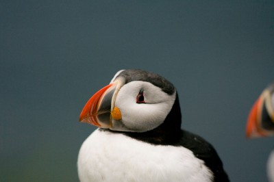 Puffin and Distraction, Iceland