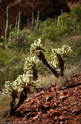 Cholla, Tonto National Monument, Arizona.  Notice how the backlit cholla appear to "glow".