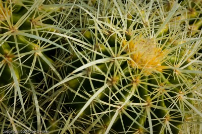 Barrel Cactus Detail.  Patterns of Cactus spines offer many photographic opportunities.