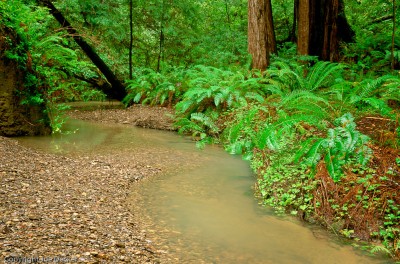Little Butano Creek, Butano State Park, California