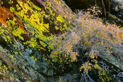 Lichen and Bush at Sunset, White Mountains, California