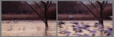 Morning Commute, Bosque del Apache NWR.  Identical framings and a left-right arrangement suggest a sequence.