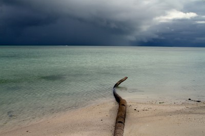 Island of Abaiang. Fallen coconut tree because of rising seas and lands erosion. ©Malin Fezehai