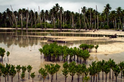 Island of Abaiang. Village called Tebunginako has had to relocate because of rising seas and land erosion. Former fresh water lagoon that is now inundated with sea water killing the coconut trees. When a coconut tree dies, the decay starts at the top. First the fruit falls and then the leaves. All that is left is a desiccated trunk, cut off at half-mast. In the front Mangrove trees have been planted as a strategy by the government to try to hold the soil in place. ©Malin Fezehai