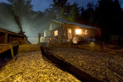 Eulachon left to decompose in front of a cabin before being processed into an oil known as "eulachon grease", Nisga'a First Nation, Nass River, British Columbia