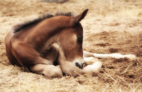 Foal