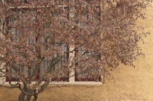 Tree and Window (with a little too much clarity)