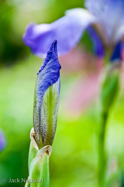  OUT-OF-FOCUS BACKGROUNDS. The rounded diaphragm comes to the fore when shooting at wider apertures. It has the benefit of creating naturally blurred backdrops, as is true of the garden scene behind the iris bud (shot by available light), and circular out-of-focus specular highlights, as seen behind the cockatoo (flash exposure). Photos Copyright  ©2009 Jack Neubart. All rights reserved.