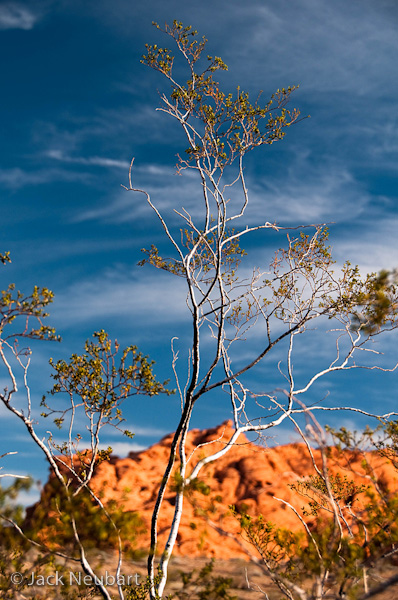  LANDSCAPE. I photographed the shrub at Valley of Fire State Park (outside Las Vegas). I used a circular polarizer, and planted myself on the ground for this viewpoint. Since the lens barrel does not rotate, I could refocus and recompose the shot at will without fear of throwing the filter out of for maximum polarization. Photos Copyright  ©2009 Jack Neubart. All rights reserved.