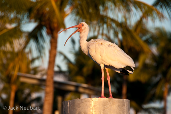 WILDLIFE. Standing on a nearby pylon, but still far enough away so as not to be in jeopardy, this white ibis posed a bit of a challenge. Knowing it would not wait around for long, I quickly moved from one wharf to another (after taking a few initial shots) to get a better angle, twisting around so that I could frame the head as much as possible against a patch of sky. This f/8 exposure let me blur the palm fronds just enough to convey a sense of this Florida location. Photo Copyright  ©2009 Jack Neubart. All rights reserved.