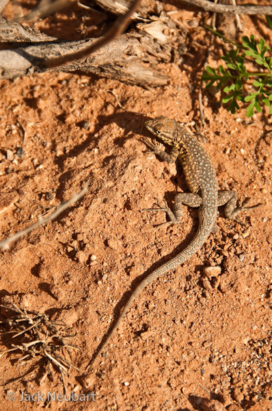  WILDLIFE. The tiny lizard was even more of a challenge. Difficult to see against this desert backdrop (Valley of Fire), it stopped long enough to put up with me for a few exposures, daring me to get closer and closer, till it practically filled the frame--and then scurried off. Both images were taken with the lens at the longest focal length, proving how adept this piece of glass is at handling a diversity of wildlife situations. Photo Copyright  ©2009 Jack Neubart. All rights reserved.