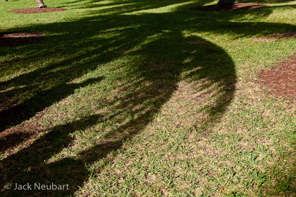 EXPLORING A THEME: PALM TREES. I didn't realize how much I enjoyed photographing palm trees till I hit South Beach. In one instance, I was focused on the shadows of the fronds in the grass, when I'd noticed other shadows imposing themselves. Recognizing the moment before the people themselves managed to enter the frame, I grabbed the shot as a veritable study in light and shadow. Photos Copyright  ©2009 Jack Neubart. All rights reserved.