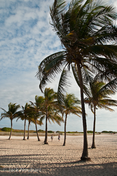 EXPLORING A THEME: PALM TREES. Moving from the surreal to the real, I turned my attention to a line of palm trees, focusing on the rhythmic progression of trees (lines and shapes) into the distance, while using a couple of palms to frame two approaching beachgoers, rendering them indistinct enough so they added a compositional element without intruding on the picture. Photos Copyright  ©2009 Jack Neubart. All rights reserved.