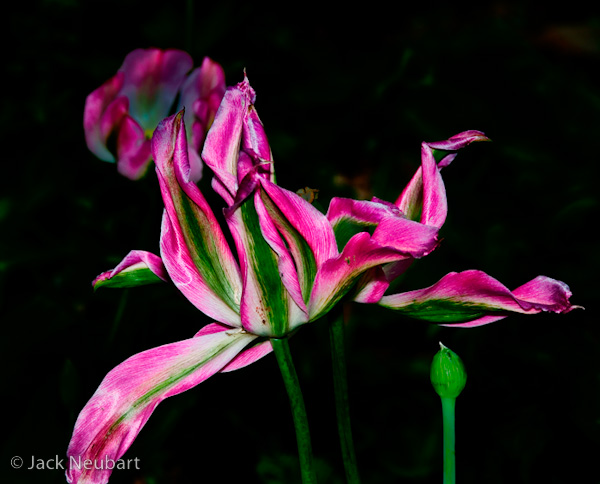  CLOSE-UP. I similarly used the flash for the shot of this tulip with petals outstretched, as if reaching out to the world with its dying breath. In each instance, I stopped down (f/11) to ensure adequate depth of field without bringing conflicting elements into focus while at the same time limiting the throw of flash light. And I used Nikon Capture NX2 to tone down background elements, considerably more so in the shot of the tulip. Note: if you want to get a sense of how close you can focus, set the lens to the limit of close focusing and focus on your fist, with the lens at 200mm. Photo Copyright  ©2009 Jack Neubart. All rights reserved.