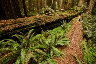 Fallen Redwoods, Stout Grove