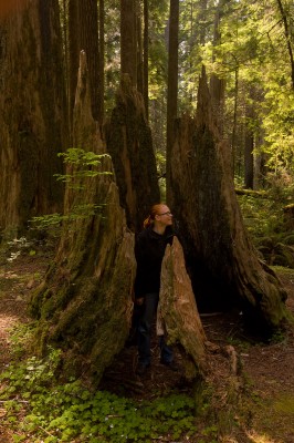 Redwood Snag, Jedediah Smith State Park