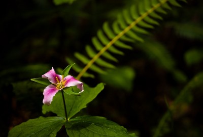 Trillum, Jedediah Smith State Park