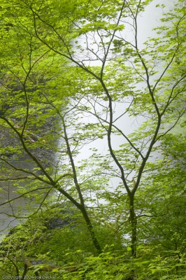 Backlit Foliage, North Falls (Image Copyright Joe Decker)