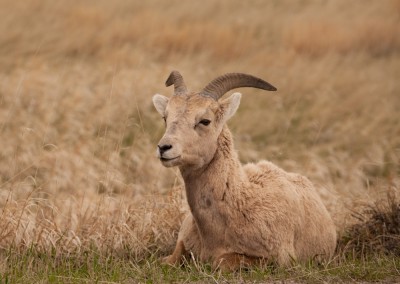 BigHorn Sheep, Bandlands