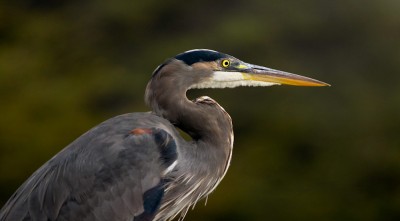 Blue Egret, Big Lagoon Park