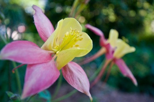 Original. I made this f/4.5 exposure of these columbine blossoms with a Nikon D300 and Nikon 10-24mm lens (at 24mm), by available light. Breezy conditions dictated a fast shutter speed (1/500) and the shade mandated a high ISO (1600). Follow this image through its various iterations brought about though the use of Alien Skin Software's plug-ins. Photo  ©2009 Jack Neubart. All rights reserved.