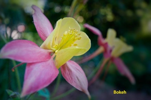 Bokeh. I wanted to focus attention on the flower in the foreground, while relegating the surroundings to an even softer blur than in the original. Photos  ©2009 Jack Neubart. All rights reserved.