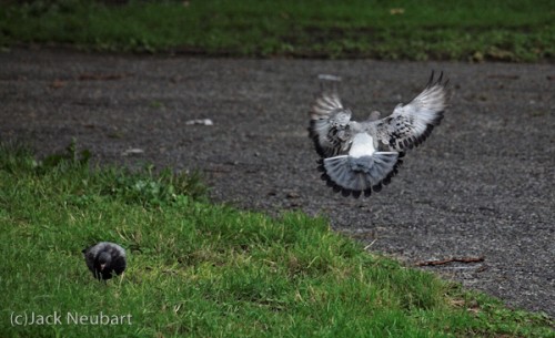 Flying pigeon. I was trying to capture a bird on the wing, but didn't think I succeeded till I reviewed the files. I'm not sure if the movement was frozen due to the use of the built-in flash or the 1/1000 sec exposure (ISO 800), with the flash merely filling in on the bird's back. The 40-150 was zoomed all the way out. This image was cropped slightly from the top and right and enhanced (contrast, tonality, sharpness) so as to draw full attention to the flying pigeon. Copyright  ©2009 Jack Neubart. All rights reserved.