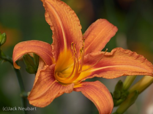 Day lily. The day is not complete unless I can photograph a beautiful blossom to test how close I can get with a lens. For this f/5.6 exposure at 1/400 sec (shutter speed important against the breeze), at ISO 200, I zoomed out to 150mm (= 300mm/35mm format). You may have noticed how rich the color is--and this was shot in the Natural, not Vivid, Picture Mode. Copyright  ©2009 Jack Neubart. All rights reserved.
