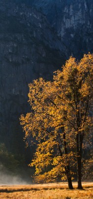Morning by the Merced, Yosemite