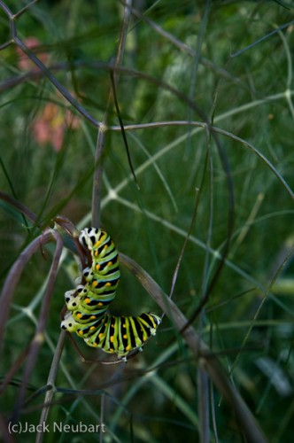 It's all in the details. The cropped version of each image will give you an idea of the detail captured by this lens. Copyright  ©2009 Jack Neubart. All rights reserved.