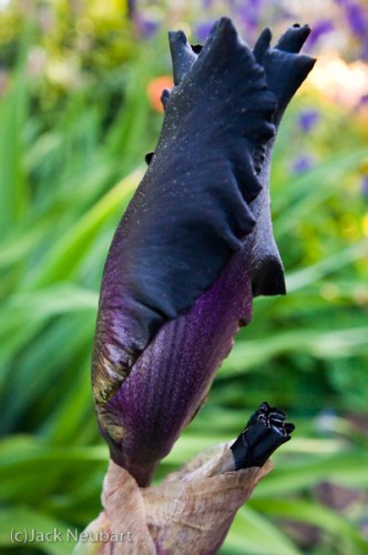 King and scepter. I don't see dead people, but I do see people--or more often faces in trees and plants. Who can look at a pansy and not see a face in the pattern of petals! And this budding iris reminded me of a king and his scepter. You can easily see the crown and nose, as well as scepter. If you look closely you'll see eye and mouth. If I'd had my macro lens, I might have been better able to blur out the background--but I doubt my eye would have led me toward this image as you see it. Copyright  ©2009 Jack Neubart. All rights reserved.