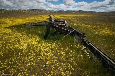 Relics, Carrizo Plain National Monument, California