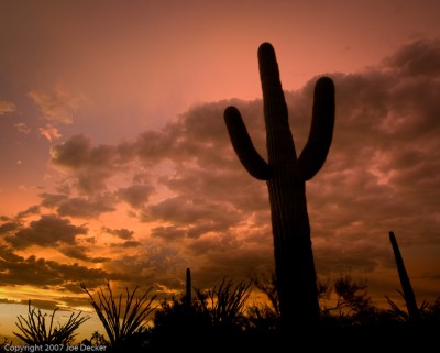 Saguaro Silhouette.   Nce idea, but this particular shot failed because of wind movement.