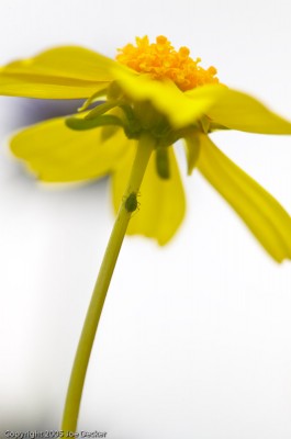 Aphid and Desert Sunflower