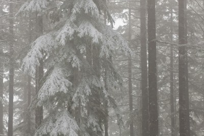 Mist and Snow, Cummings Creek Wilderness.  One of multiple flaws in this image is the convergence of the tree trunks, they're slightly closer together at top than bottom.  This could be easily corrected in Photoshop, not so easily in Lightroom alone.