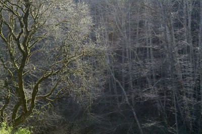 Curves and Lines, Swanton Road.  Reading direction, in additition to other factors, influence most Western viewers to "read" the curvy tree first, the straight trees second.