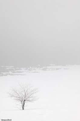 Pogonip and Lake Shore, Mono Lake.  Placing the tree "lower" shows more landscape than if I'd framed the image with the tree at top.