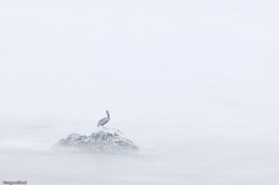 Pelican Meditation