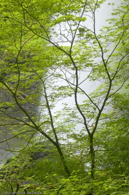 Backlit Foliage, North Falls