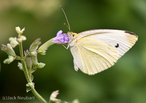 Cabbage white butterfly. I cropped tightly to focus on the butterfly. At ISO 400, luminance noise is readily apparent as graininess. Copyright  ©2009 Jack Neubart. All rights reserved.