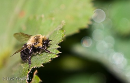 Bee on leaf. Even ISO 100 shows some luminance noise. But note those nice, round out-of-focus highlights in this f/3.5 exposure, due to the circular aperture. Copyright  ©2009 Jack Neubart. All rights reserved.