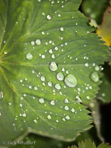 Leaf with raindrops. I found the design of the leaf interesting, especially with the droplets. The shoe-mount flash helped focus attention on the main leaf, its serrated edges, and venous pattern. The droplets were icing on the cake--almost literally. Copyright  ©2009 Jack Neubart. All rights reserved.