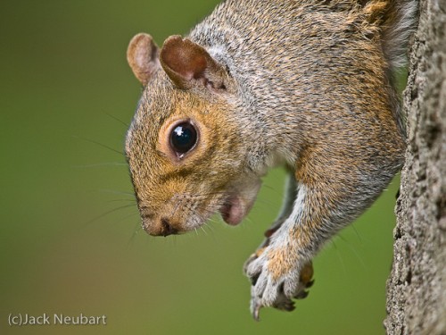 Hey, I'm eatin' here; can't a squirrel get a little privacy? In the shade, I boosted ISO to 800 to give me a reasonably fast shutter speed of 1/200 with the lens zoomed all the way out, while shooting wide open to blur out the backdrop. Copyright  ©2009 Jack Neubart. All rights reserved.