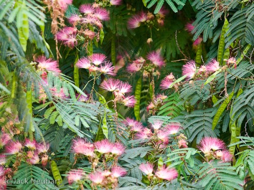 Focal length matters. I shot both pictures with the lens at 200mm. The 50-200 is surprisingly effective at isolating medium and large-size blooms, but what impressed me even more was making it appear that I was lost in a tropical jungle, when all I did was to isolate a portion of a mimosa tree. Copyright  ©2009 Jack Neubart. All rights reserved.