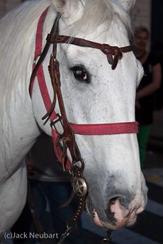 White horse. I photographed this white horse with the kit lens and a Canon 430EX flash held just off camera. Note how nicely the lens captures detail in the cropped version. Surprising for the lens of this ilk. Copyright  ©2009 Jack Neubart. All rights reserved.