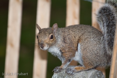 Squirrel. I found that relying on AF tracking was iffy, so I went back to the tried-and-true: one-shot AF, setting focus on the squirrel's eye and hoping she didn't move while I recomposed the shot. Here I used a 70-200mm f/4 at 200mm (= 320mm), with a 530EX shoe-mount to freeze the animal's movements. Copyright  ©2009 Jack Neubart. All rights reserved.