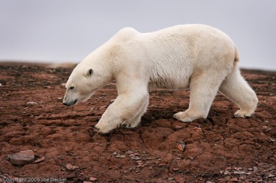 Polar Bear Walking. Without familiarity with the 1/f rule and how to use it, this 300mm shot would have been a blur.